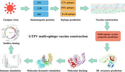 Design of a multi-epitope vaccine against goatpox virus using an immunoinformatics approach